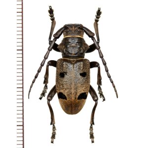 画像: カミキリムシの一種　Herophila tristis　♂　ギリシャ