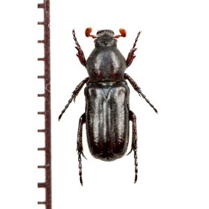 画像: アリノスハナムグリの一種　Aspilus corniger　♂　トーゴ