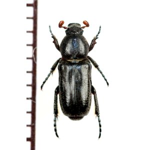 画像: アリノスハナムグリの一種　Aspilus corniger　♂　トーゴ