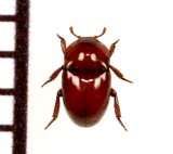 画像: 好蟻性カツオブシムシの一種　Thorictus sp.　イラン