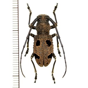 画像: カミキリムシの一種　Morimus inaequalis　♀　インド