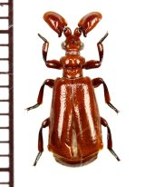画像: ヒゲブトオサムシ族の一種　Paussus sp.　セネガル