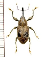 画像: 眼状紋を持ったゾウムシの一種　Curculionidae species　ペルー