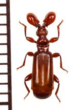 画像: ヒゲブトオサムシ族の一種　Paussus sp.　タンザニア