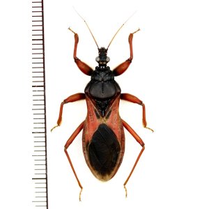 画像: オオサシガメの一種　Reduviidae species　ベトナ中部