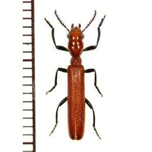 画像: カッコウムシの一種 　1頭　Cleridae species 　ベトナム南部