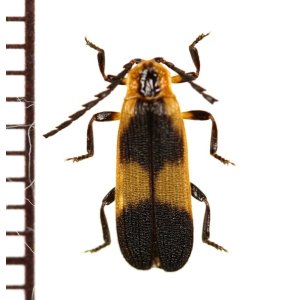 画像: ベニボタルの一種　Lycidae species　エクアドル