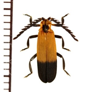 画像: ベニボタルの一種　Lycidae species　中央アフリカ共和国