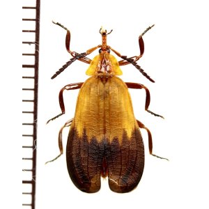 画像: ベニボタルの一種　Lycidae species　中央アフリカ共和国