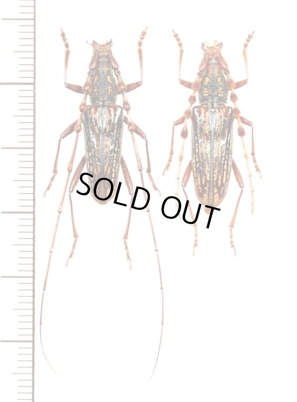 画像1: ミツギリゾウムシ擬態のカミキリムシの一種　Aeolesthes pericalles　ペア　ベトナム北東部