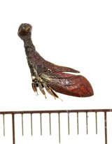 画像: ツノゼミの一種　Lycoderides amazonicus　ペルー