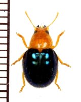 画像: アマミマルカッコウムシ　1頭　奄美大島