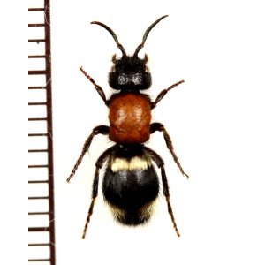 画像: アリバチの一種　Mutillidae species　♀　ウクライナ