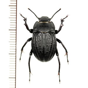 画像: ゴミムシダマシの一種　Tenebrionidae species　ヨルダン