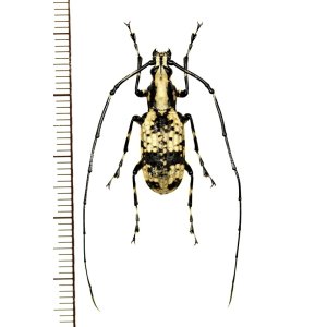 画像: ヒゲナガゾウムシの一種　Peribathys kusamai　♂　ベトナム北東部