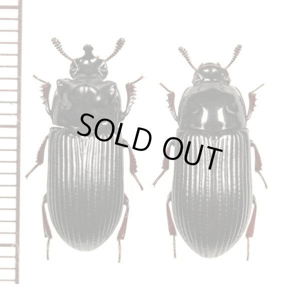 画像1: ゴミムシダマシの一種　Tenebrionidae species　ペア　インドネシア（ニューギニア島）