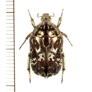 画像: トゲバネハナムグリ　Urbania acuminata　♂　ベトナム中部