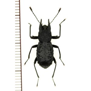 画像: ゴミムシダマシの一種　Tenebrionidae species　ベトナム南部