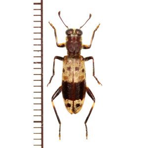 画像: カッコウムシの一種 　1頭　Cleridae species 　ベトナム北東部