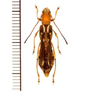 画像: カミキリムシの一種　Thranius multinotatus multinotatus　♀　ベトナム北東部