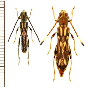 画像: ヤエヤマホソバネカミキリ　大型ペア　石垣島