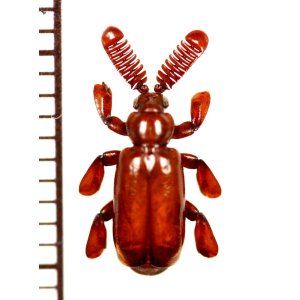 画像: ヒゲブトオサムシの一種　Homopterus species　メキシコ