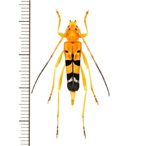 画像: ハレギカミキリの一種　Acrocyrtidus argenteofasciatus　♀　ベトナム北東部