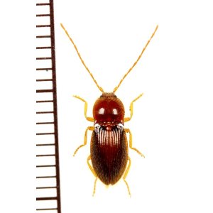 画像: コメツキムシの一種　Elateridae species　♀　 ベトナム南部