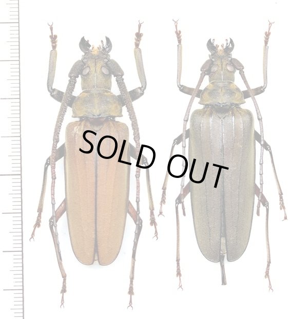 画像1: ウスバカミキリ　先島諸島亜種　大型ペア　♂59.8mm♀58.5mm　石垣島
