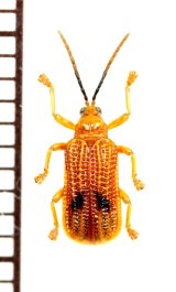画像: ハムシの一種　Chrysomelidae species　 フィリピン(ミンダナオ島)