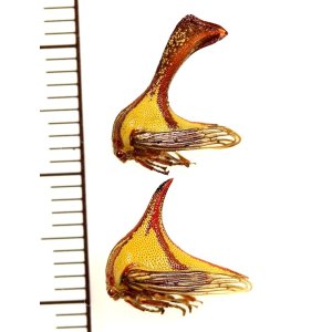 画像: トゲツノゼミの一種　Umbonia crassicornis　ペア　メキシコ