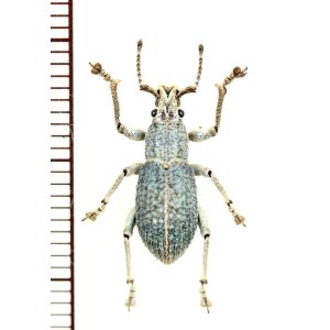 画像: ゾウムシの一種  Curculionidae species   ベトナム南部