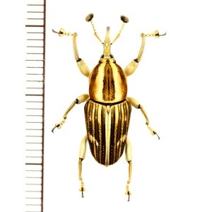 画像: オサゾウムシの一種　Cercidocerus sp.　♀　ベトナム中部