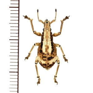 画像: ゾウムシの一種  Curculionidae species   ベトナム南部