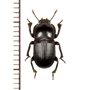 画像: ゴミムシダマシの一種　Tenebrionidae species　南アフリカ