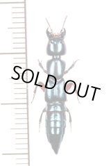 画像: ハネカクシの一種　Staphylinidae species　 ブラジル