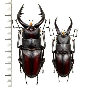 Photo: ノコギリクワガタ　2♂♂　61.7mm＆49.7mm　伊豆大島