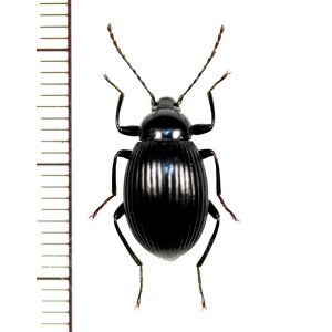 画像: ゴミムシダマシの一種　Tenebrionidae species　ベトナム北西部