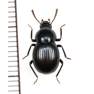 画像: ゴミムシダマシの一種　Tenebrionidae species　ベトナム南部