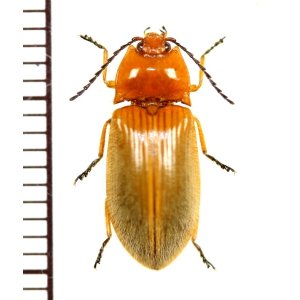 画像: コメツキムシの一種　Elateridae species　 ベトナム南部