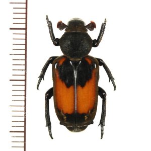 画像: アリノスハナムグリの一種 　Clinterocera jucunda　♀　 中国（雲南省）