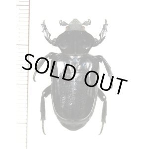 画像: オバケアリノスハナムグリ　Cyclidius elongatus　ペルー