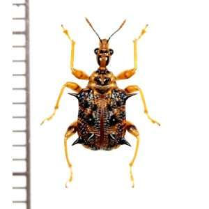 Photo: オトシブミの一種　Attelabidae species　 ベトナム南部