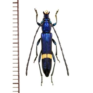 画像: カミキリムシの一種　Polyzonus sp.　♀　 ベトナム南部