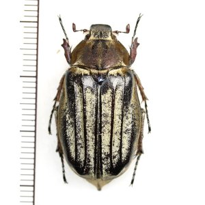 画像: コフキコガネの一種　Melolonthinae species　♀　中国（四川省）