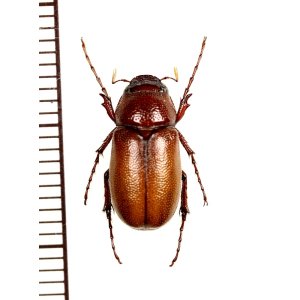 画像: コフキコガネの一種　Melolonthinae species　インド