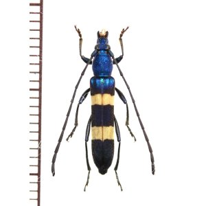 画像: カミキリムシの一種　Polyzonus sp.　♀　タイ