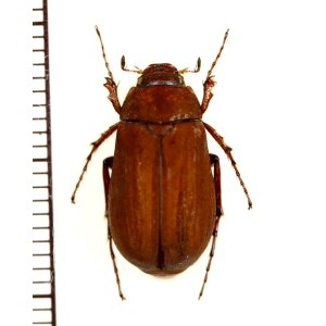 画像: コフキコガネの一種　Melolonthinae species　中国（河北省）