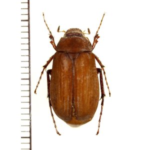 画像: コフキコガネの一種　Melolonthinae species　中国（河北省）