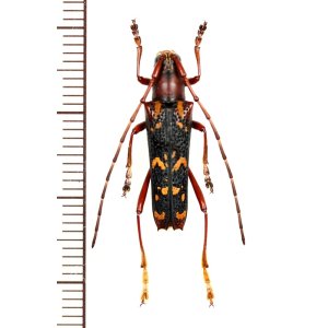 画像: ミツギリゾウムシ擬態のカミキリムシの一種 　Glenea nigrorubricollis　♂　 ベトナム北西部